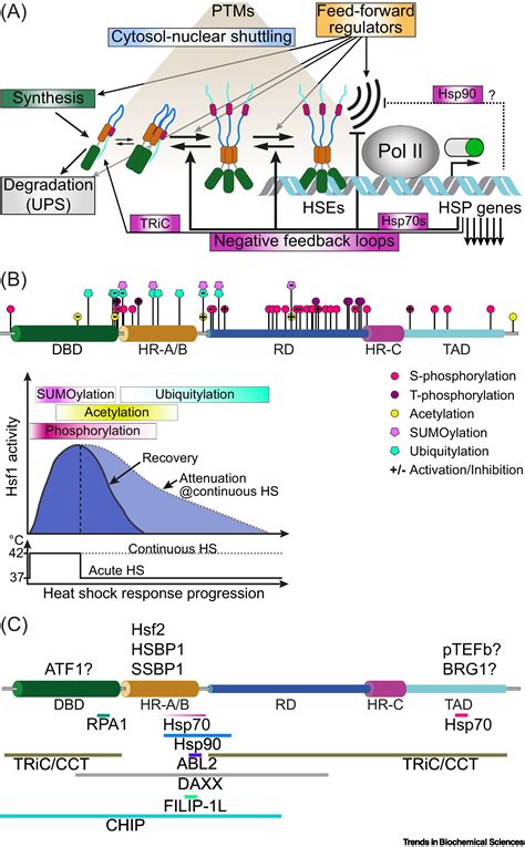 Molecular Mechanisms Of Heat Shock Factor Regulation Trends In