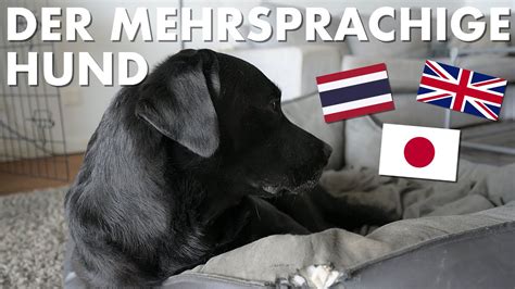 Cedric Der Labrador 219 Der Mehrsprachige Hund YouTube