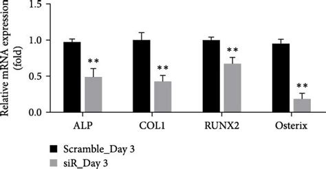 Knockdown Of Ythdf1 Compromised Osteogenic Differentiation Of Hbmscs In