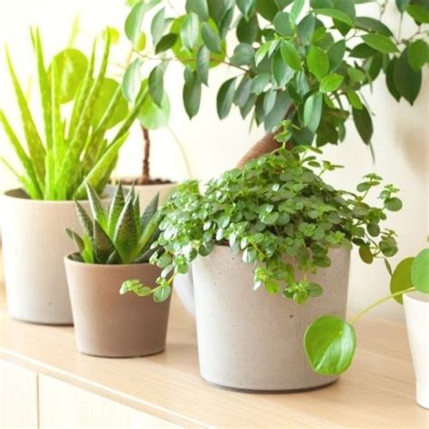 Pilea Depressa (Baby Tears) Care and Propagation | Sprouts and Stems