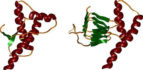 Structures Of A Normal Prion Protein Prpc And The Corresponding