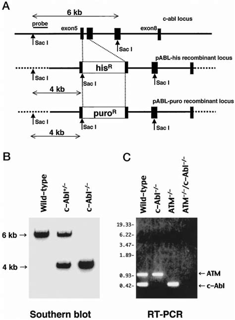 Targeted disruption of the c-Abl gene. A, schematic representation of ...