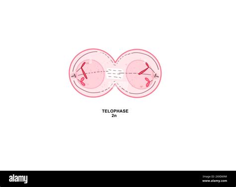 Telophase Of Mitosis Illustration Telophase Is The Fifth And Final