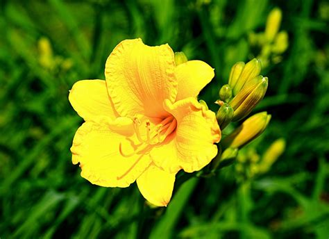 Daylily Yellow Flower - Free photo on Pixabay - Pixabay