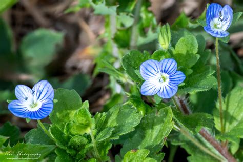 Bird S Eye Speedwell Veronica Persica