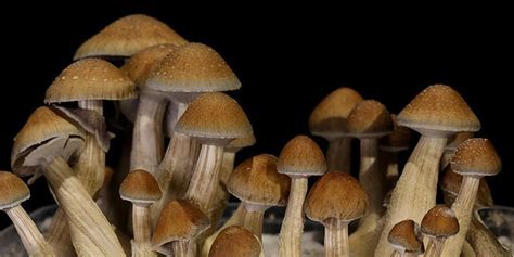 How To Grow Magic Mushrooms With Liquid Culture Zamnesia Usa