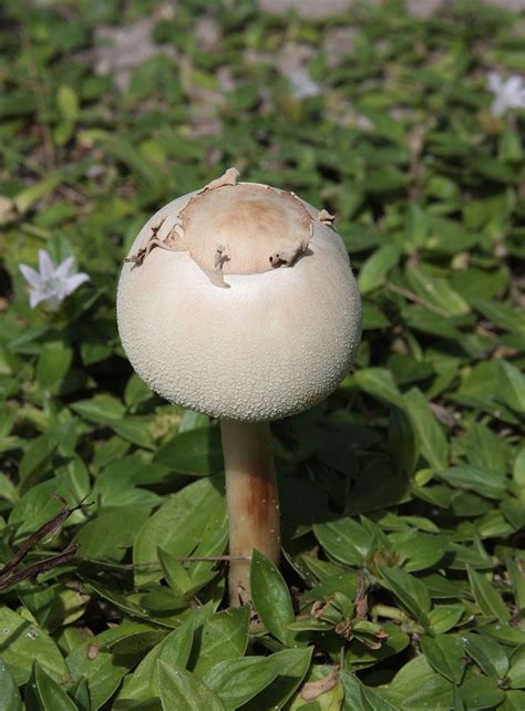 Chlorophyllum molybdites young - Chlorophyllum molybdites - Wikipedia ...