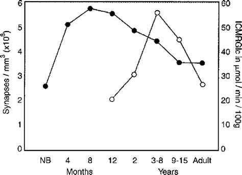 Density Of Synapses In Human Primary Visual Cortex Black Circles And