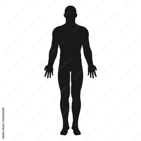 human body vector stock vector adobe stock