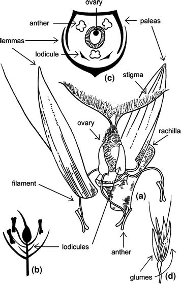 Oat Morphology And Taxonomy Springerlink