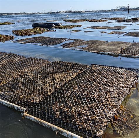 Oyster Farm | Sea State