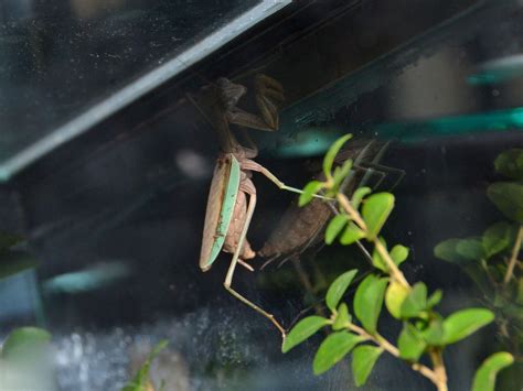 The Online Zoo - Chinese Mantis