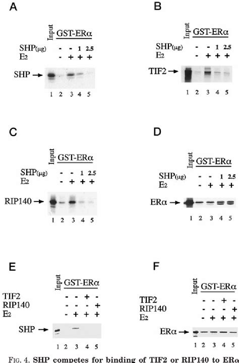 Figure 1 From The Orphan Nuclear Receptor SHP Inhibits Agonist