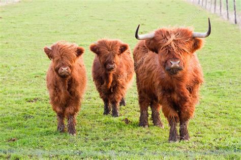 Grazing yak and two baby yaks — Stock Photo © saasemen #3064013