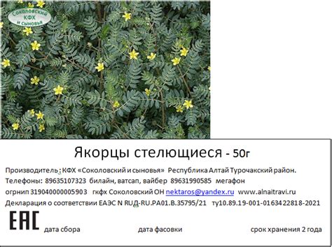 Якорцы стелющиеся 50г - Алтайские травы