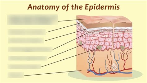 Epidermis Diagram | Quizlet