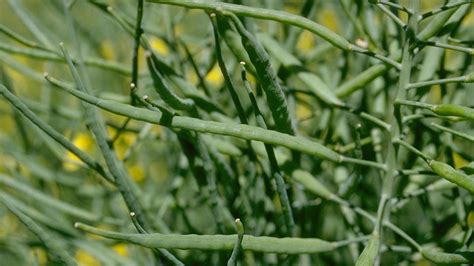 معرفی، شرایط نگهداری و اقلیم مناسب کلزا Canola آریس