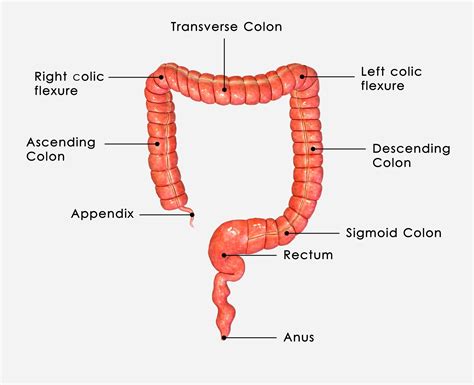 function of large intestine Archives - Family Health Advocacy