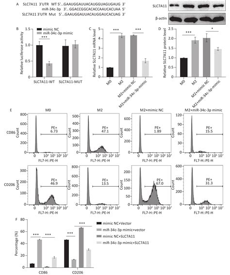 Mir 34c 3p Inhibits Nasopharyngeal Carcinoma Development Via Inhibiting M2 Polarization Of