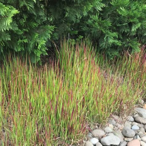 Imperata Cylindrica Red Baron Japanese Blood Grass Pot