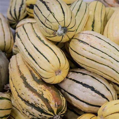 Delicata Squash Seed Stark Bros