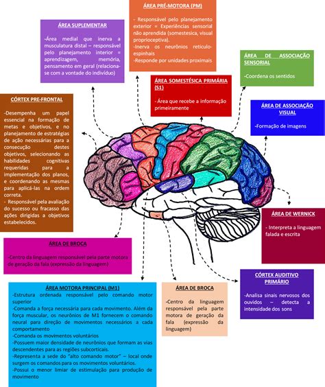 Reas Do C Rtex Cerebral