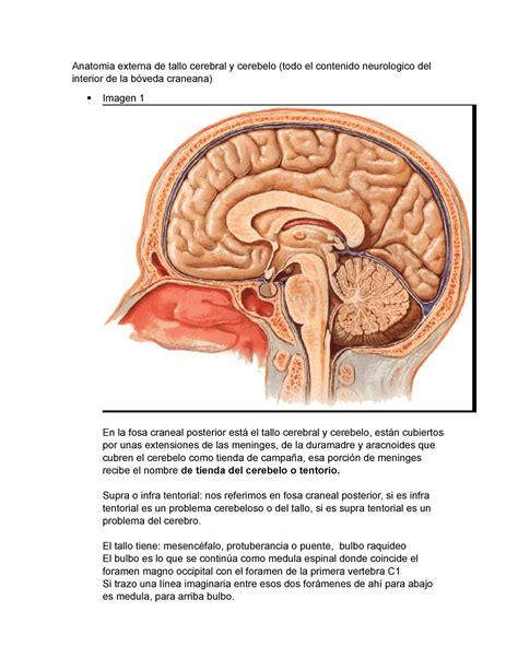 3 Anatomia Externa De Tallo Cerebral Y Cerebelo Supra O Infra