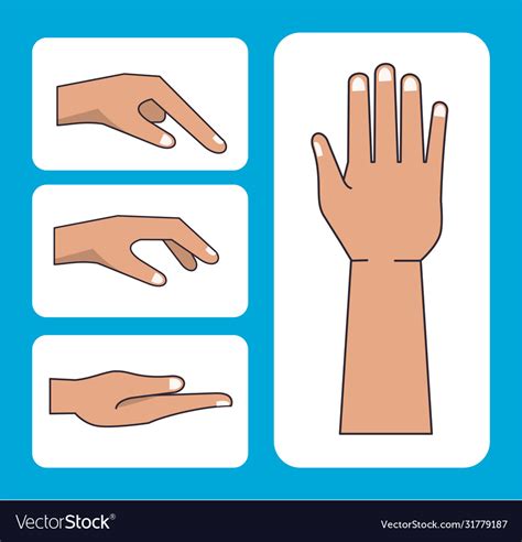 hands human   positions royalty  vector