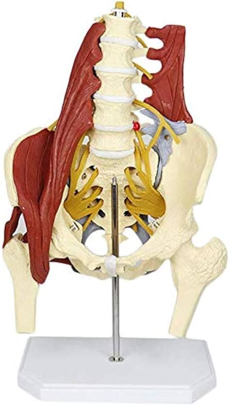 Anatomie Du Muscle Lombaire