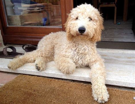 Last Double Doodle Pup Labradoodle X Goldendoodle In Dumfries