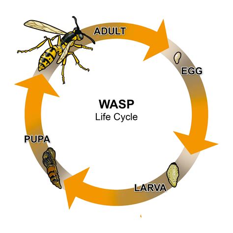 Yellow Jacket Wasp Life Cycle Blog Yellowjacket Vs. Wasp