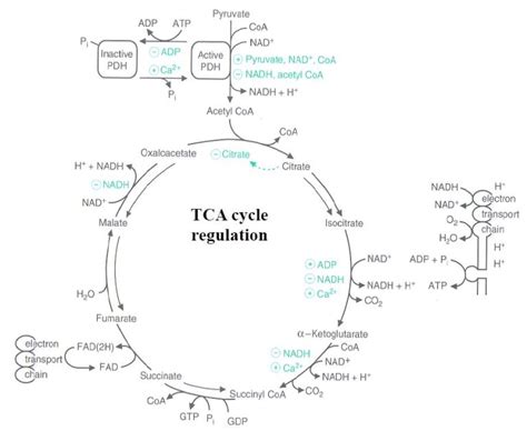 Tricarboxylic Acid Tca Cycle Biochemistry