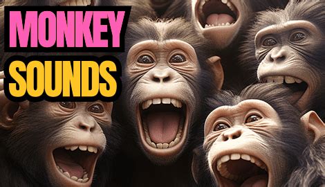 MONKEY SOUNDS ADDED — Find your perfect soundboard - Memes, cartoons ...