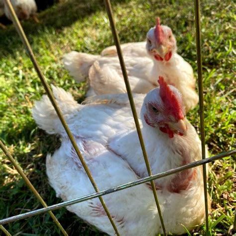 7 Tips For Raising Cornish Cross Chickens Mama On The Homestead