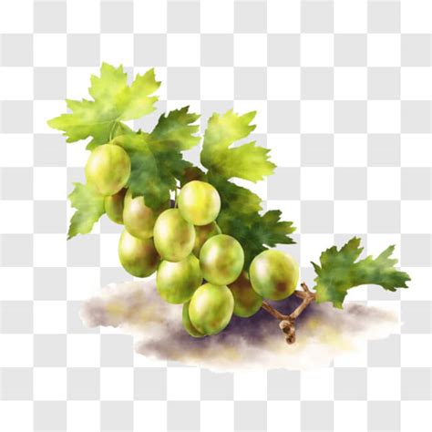 Descarga Uvas Verdes Recién Cosechadas en la Vid PNG En Línea