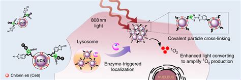 光子转换稀土纳米结构的体内共价交联用于肿瘤定位和治疗学。nature Communications X Mol