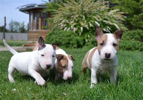 23 Miniature Tri Color Bull Terrier L2sanpiero