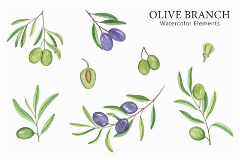 Collection De Branches D Olivier Aquarelle Dessin Es La Main