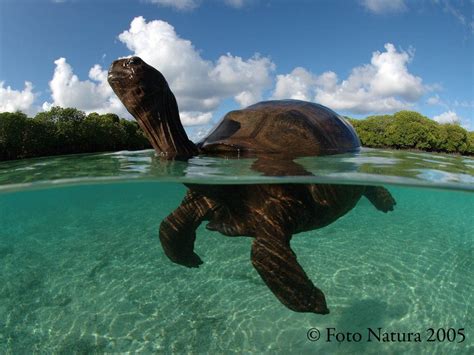 Turtle At Aldabra Atoll Seychelles Wildlife Pinterest Turtle