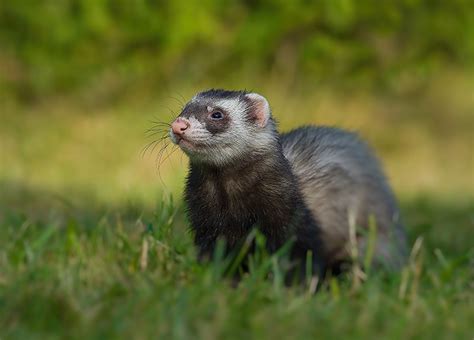 Black Sable Ferret: Info, Care, Pictures, Habitat & Traits | Hepper