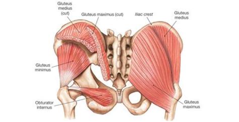 5 Stretches for the Gluteus Medius and Minimus - Phila Massages