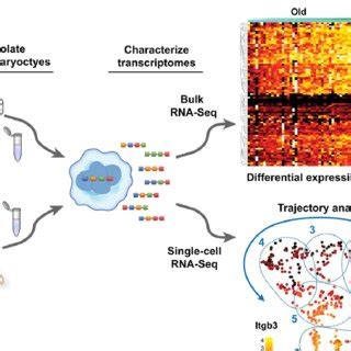 Insights Into The Platelet Transcriptome From Longitudinal And