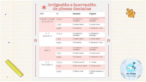 Dientes Irrigación e inervación dental Dra Muelitas uDocz