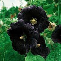 Многолетняя мальва: выращивание из семян