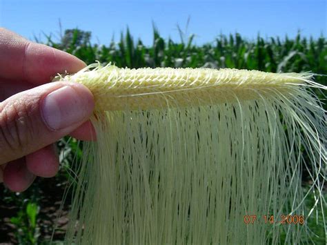 Atina Diffley · GMO Sweet Corn Varieties and Cross-Contamination