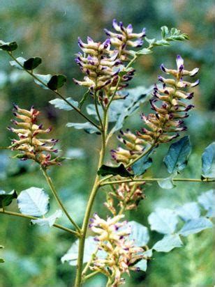 Солодка уральская - Glycyrrhiza uralensis Fisch.
