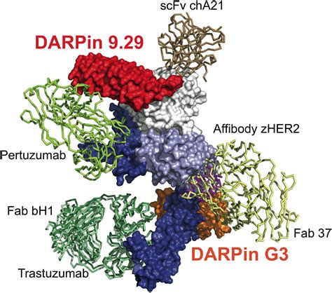 Structural Basis for Eliciting a Cytotoxic Effect in HER2-Overexpressing Cancer Cells via ...