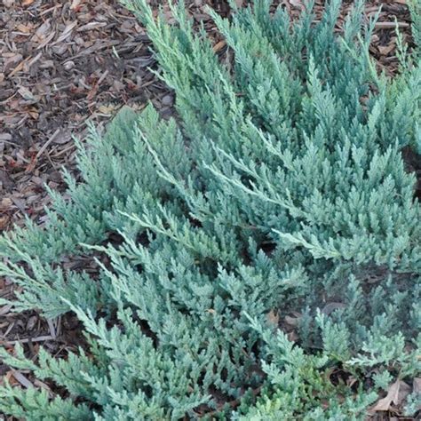 Juniperus Horizontalis Blue Chip Enebro Rastrero Azul