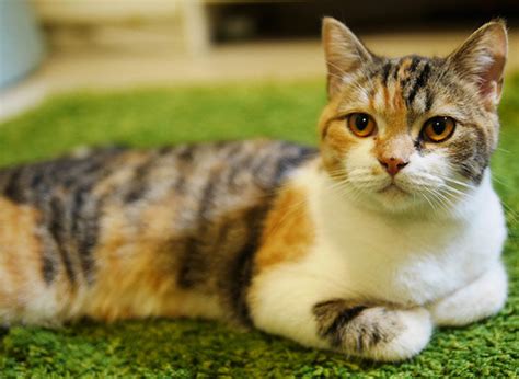 Todo sobre el GATO TRICOLOR tipos por qué son hembras