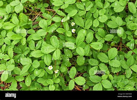 Plantas De Fresa Silvestres Que Crecen Silvestres Fotografías E